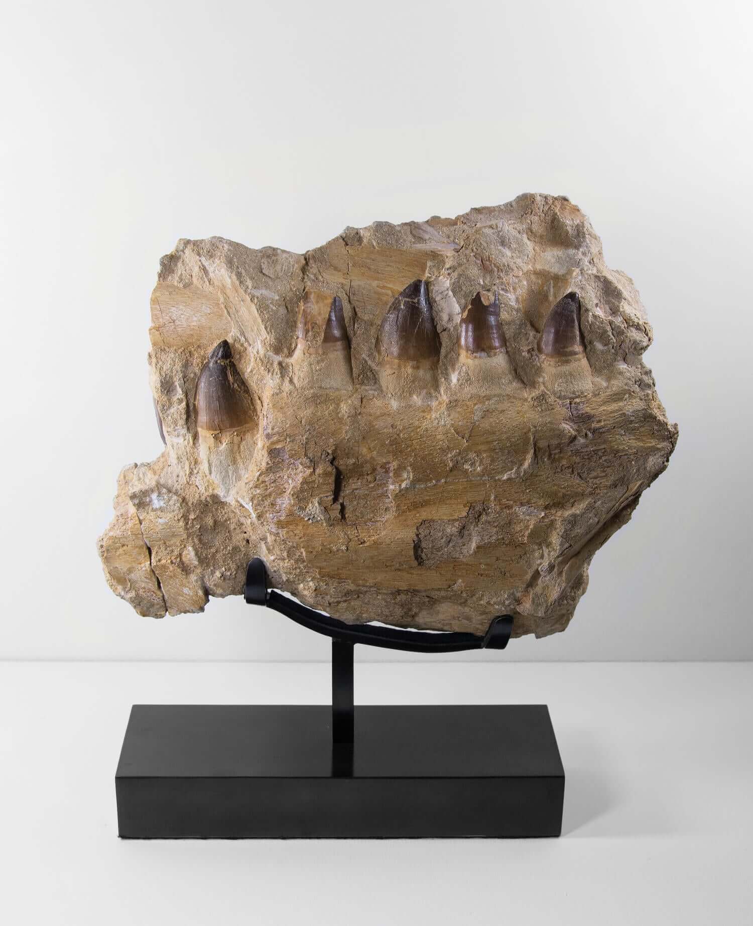 A stunning museum-standard rare 3d double-sided fossil Prognathodon giganteus mosasaurus jaw for sale measuring 370mm
