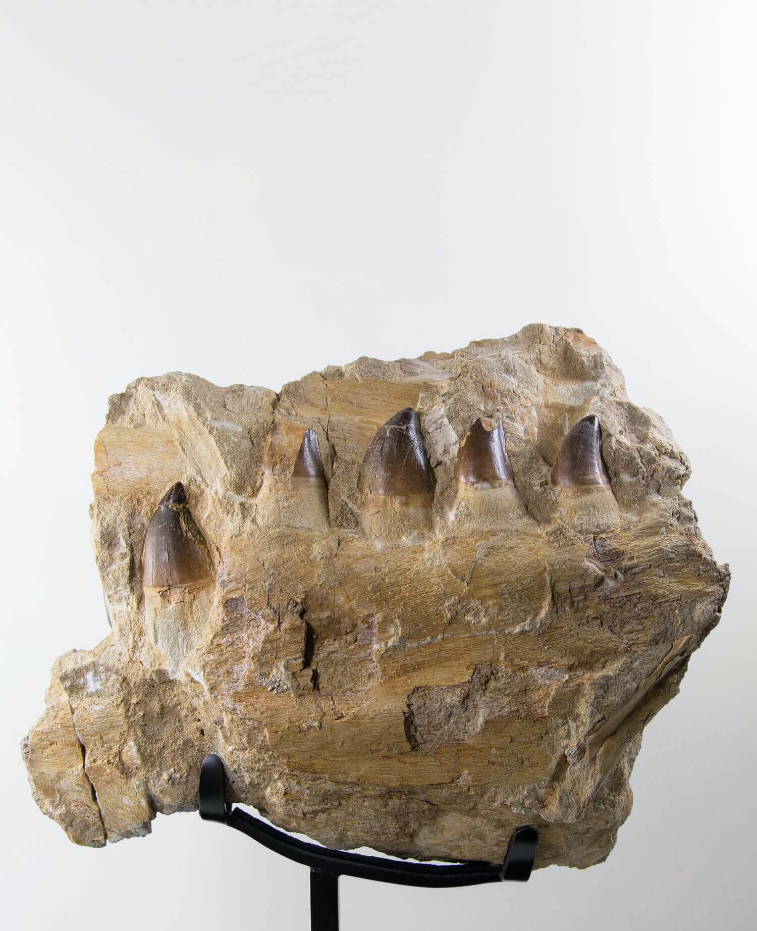 A stunning museum-standard rare 3d double-sided fossil Prognathodon giganteus mosasaurus jaw for sale measuring 370mm