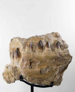 A stunning museum-standard rare 3d double-sided fossil Prognathodon giganteus mosasaurus jaw for sale measuring 370mm