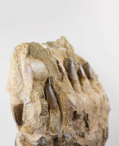 A stunning museum-standard rare 3d double-sided fossil Prognathodon giganteus mosasaurus jaw for sale measuring 370mm
