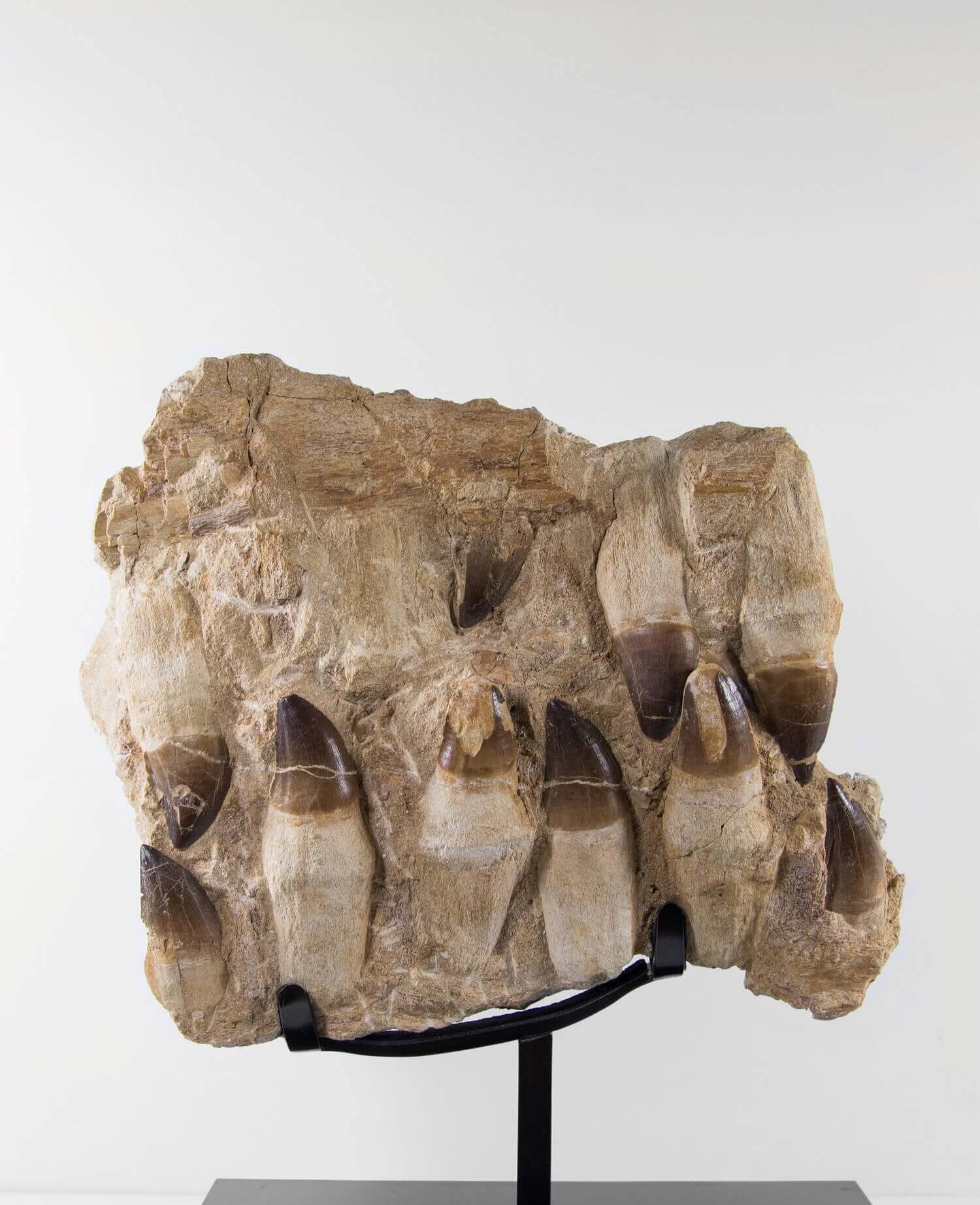 A stunning museum-standard rare 3d double-sided fossil Prognathodon giganteus mosasaurus jaw for sale measuring 370mm