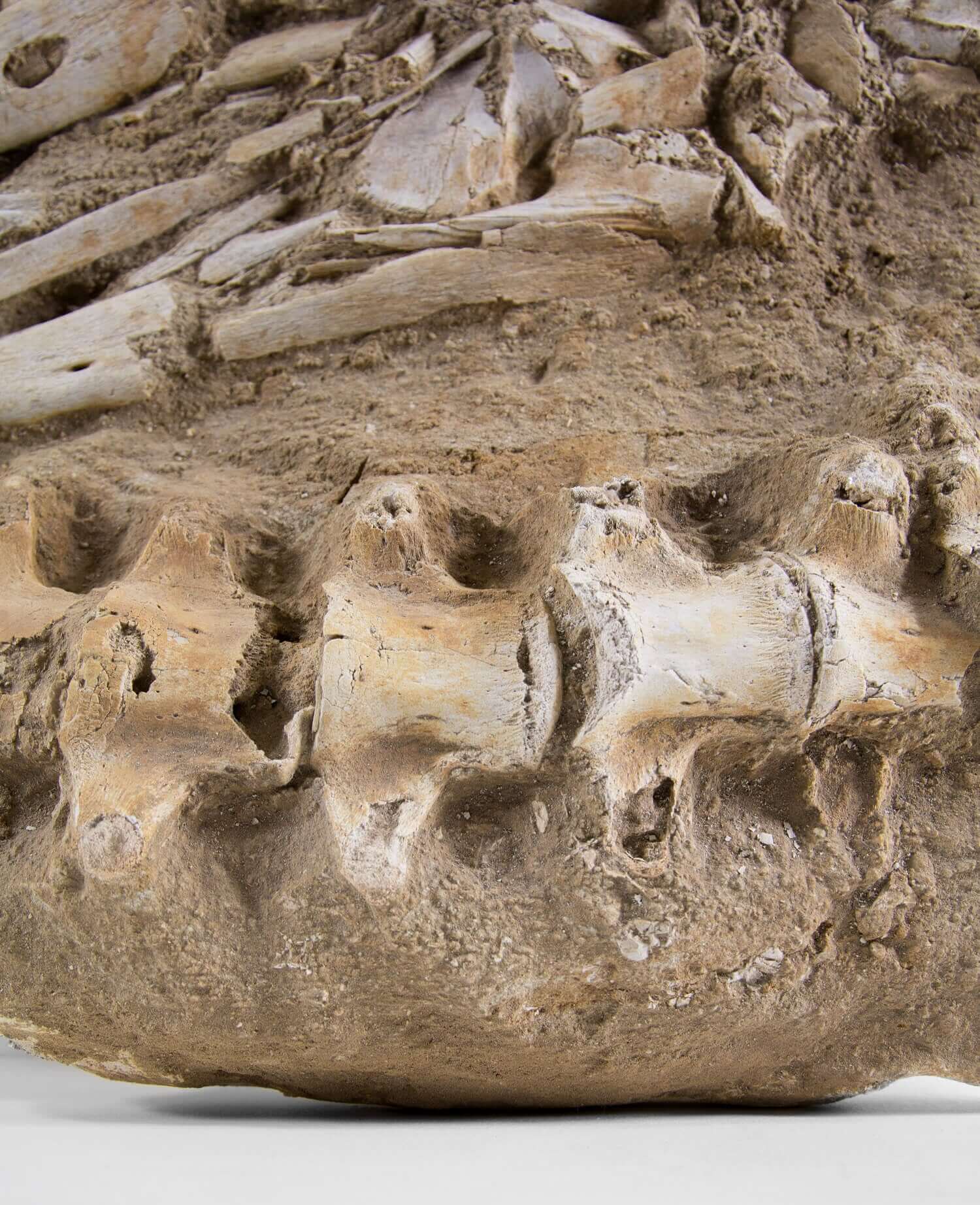 A stunning museum-standard rare fossil Halisaurus arambourgi mosasaurus jaw and vertebra for sale measuring 2.9 feet