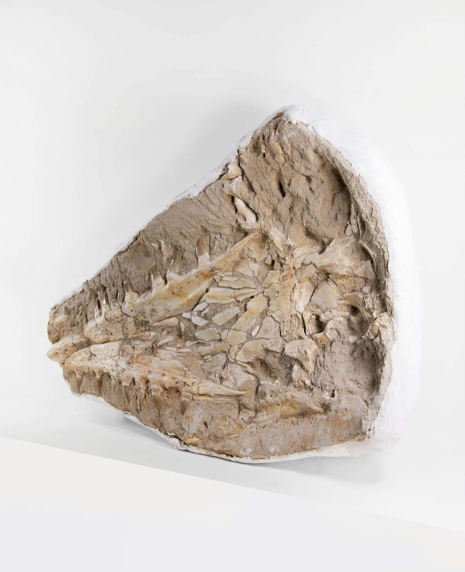 A stunning museum-standard rare fossil Beaugei arambourg mosasaurus jaw for sale measuring 3.9 feet at THE FOSSIL STORE