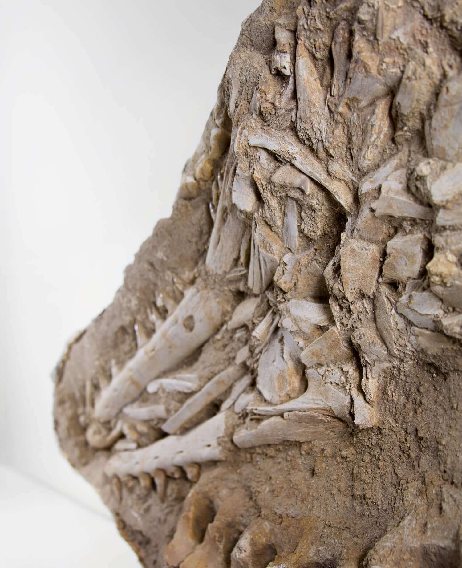 A stunning museum-standard rare fossil Halisaurus arambourgi mosasaurus jaw and vertebra for sale measuring 2.9 feet