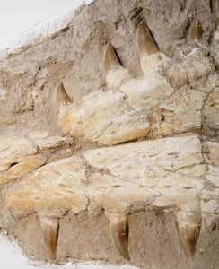 A stunning museum-standard rare fossil Beaugei arambourg mosasaurus jaw for sale measuring 3.9 feet at THE FOSSIL STORE