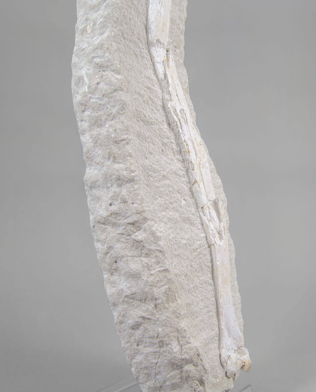 A museum-standard rare fossil Odontopteryx gigas bird bone for sale measuring 1.7 feet at THE FOSSIL STORE