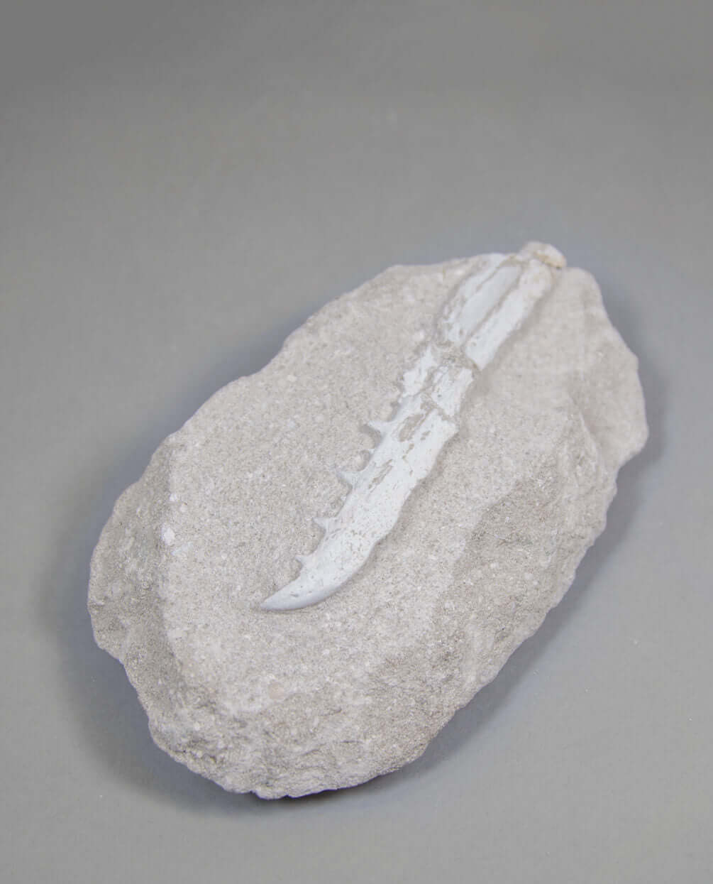 A museum-standard rare fossil Odontopteryx gigas bird jaw for sale measuring 181mm at THE FOSSIL STORE