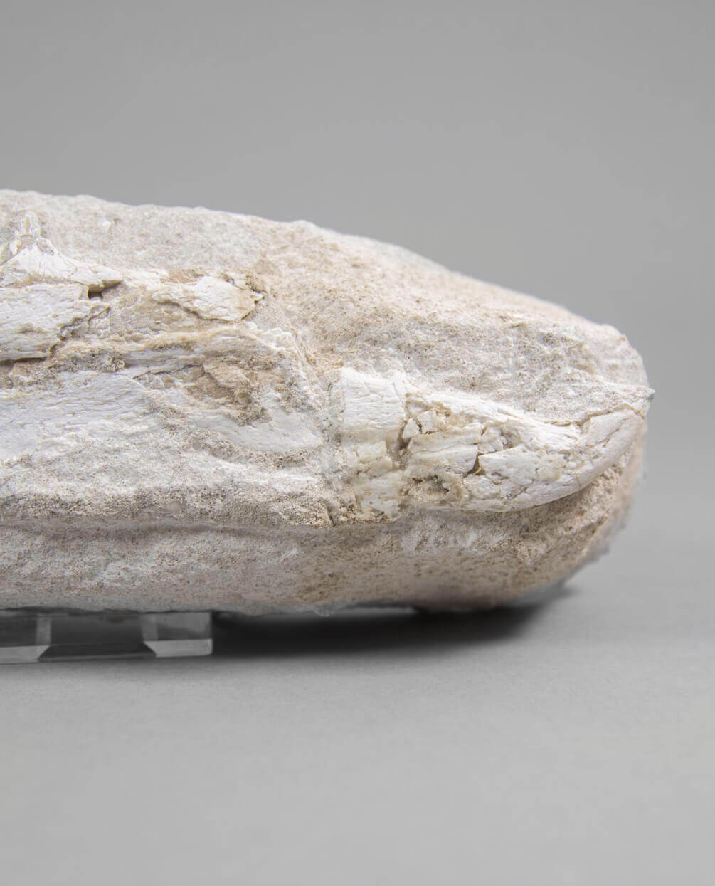 A museum-standard rare fossil Odontopteryx gigas bird jaw for sale measuring 214mm at THE FOSSIL STORE