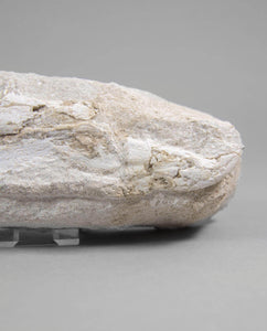 A museum-standard rare fossil Odontopteryx gigas bird jaw for sale measuring 214mm at THE FOSSIL STORE