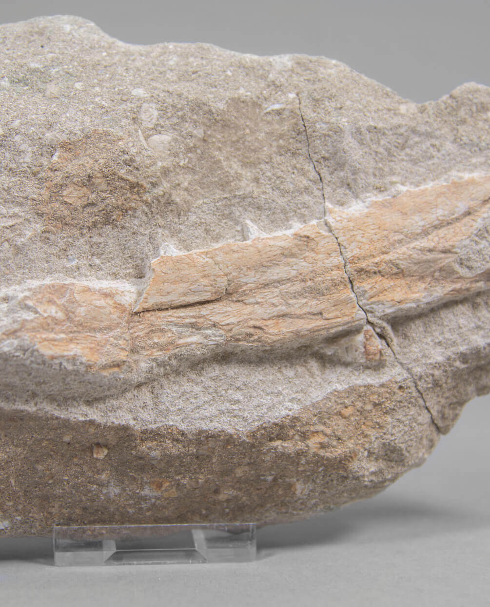 A museum-standard rare fossil Odontopteryx gigas bird jaw for sale measuring 191mm at THE FOSSIL STORE