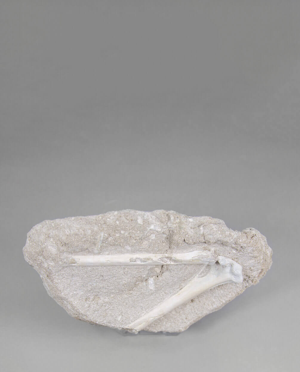 A museum-standard rare fossil Odontopteryx gigas bird bone for sale measuring 230mm at THE FOSSIL STORE