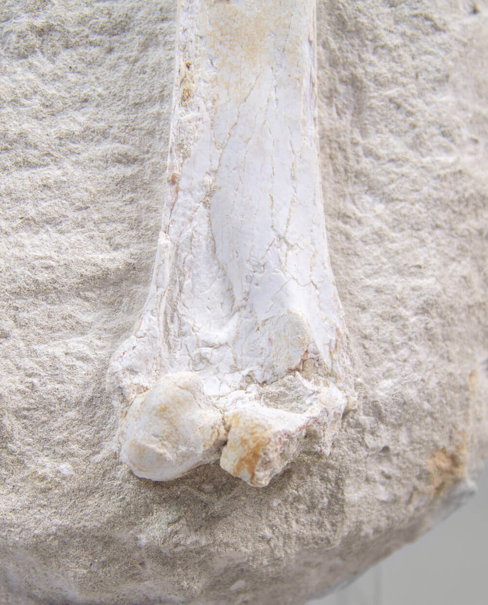 A museum-standard rare fossil Odontopteryx gigas bird bone for sale measuring 1.7 feet at THE FOSSIL STORE
