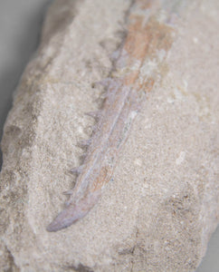 A museum-standard rare fossil Odontopteryx gigas bird jaw for sale measuring 180mm at THE FOSSIL STORE