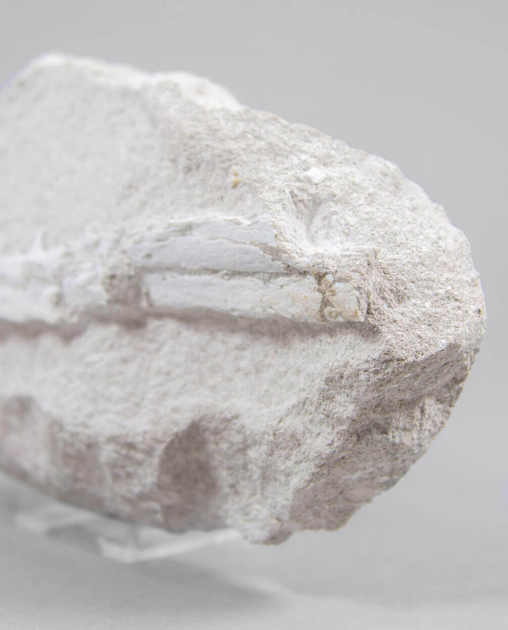A museum-standard rare fossil Odontopteryx gigas bird jaw for sale measuring 181mm at THE FOSSIL STORE