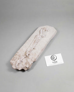A museum-standard rare fossil Odontopteryx gigas bird jaw for sale measuring 315mm at THE FOSSIL STORE
