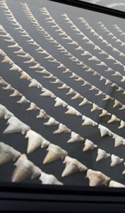 fossil otodus obliquus shark teeth frame for sale 3