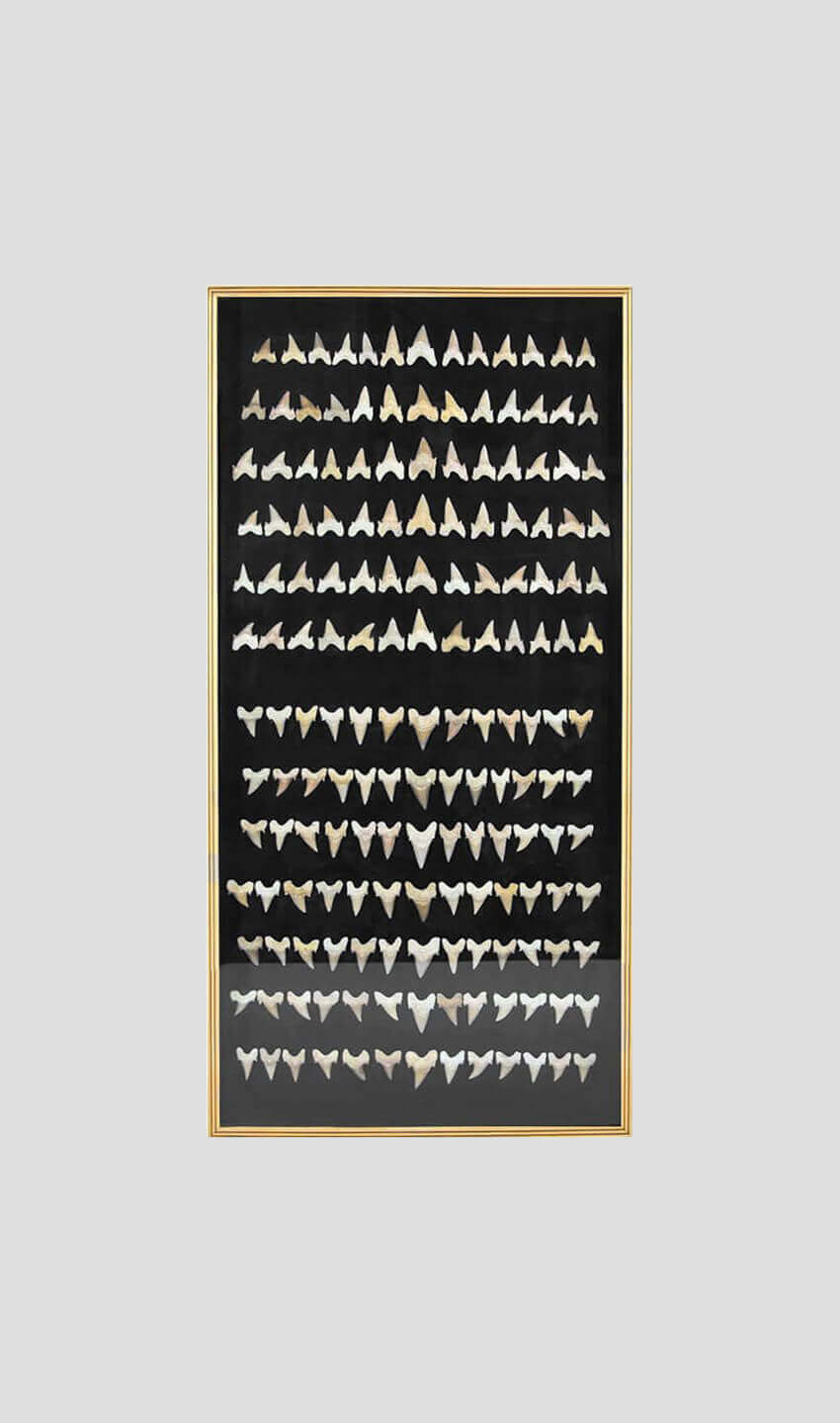 fossil otodus obliquus shark teeth frame for sale 44