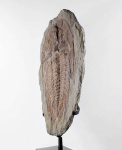 A museum-standard rare authentic Paradoxides acadoparadoxides measuring 620mm on THE FOSSIL STORE bronze stand series