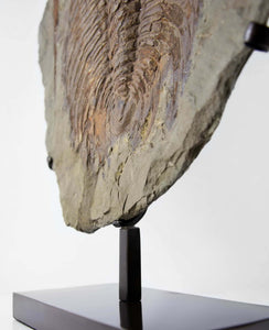 A museum-standard rare authentic Paradoxides acadoparadoxides measuring 620mm on THE FOSSIL STORE bronze stand series