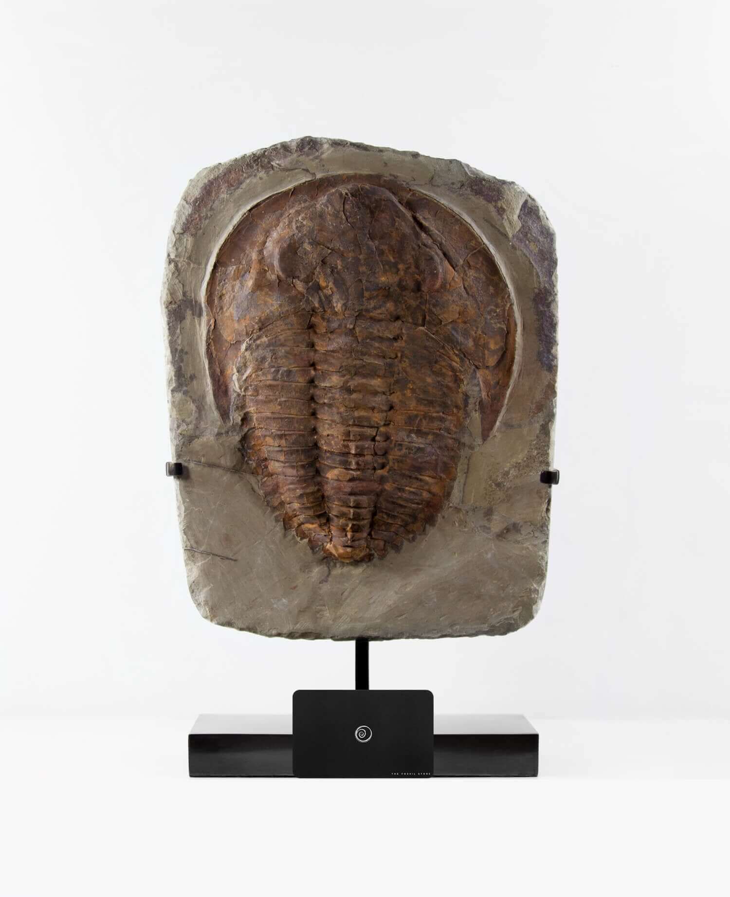 A Cambropallas tellesto fossil trilobite for sale measuring 410mm presented on a bronze stand at THE FOSSIL STORE