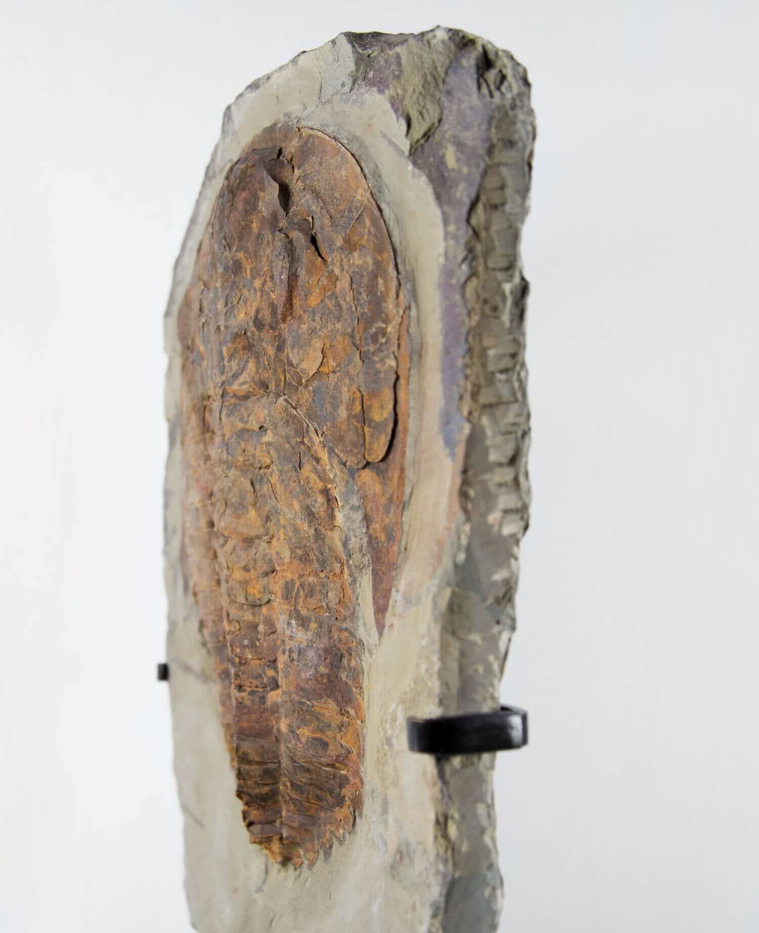A Cambropallas tellesto fossil trilobite for sale measuring 410mm presented on a bronze stand at THE FOSSIL STORE