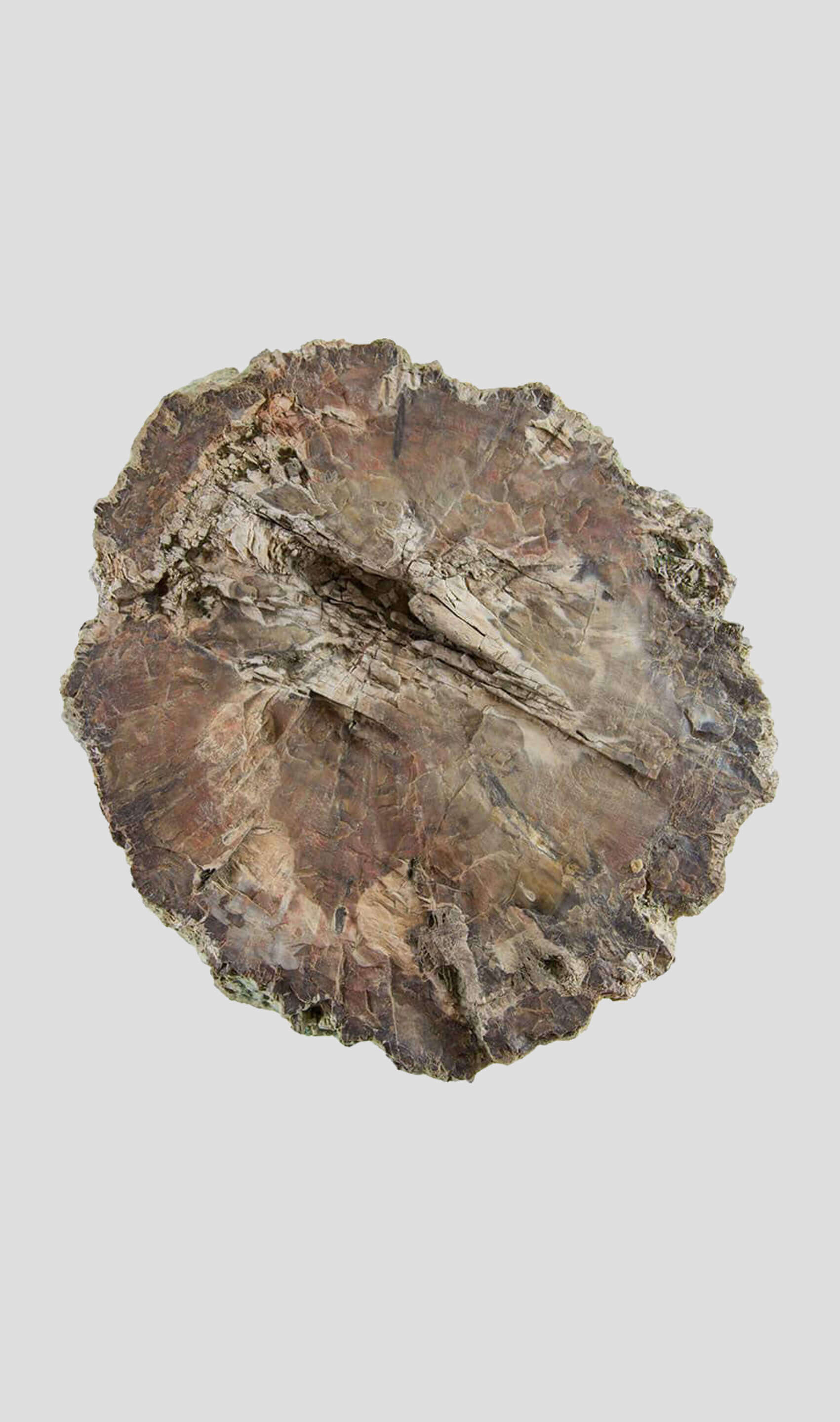petrified tree trunk for sale of palm tree interior display 02