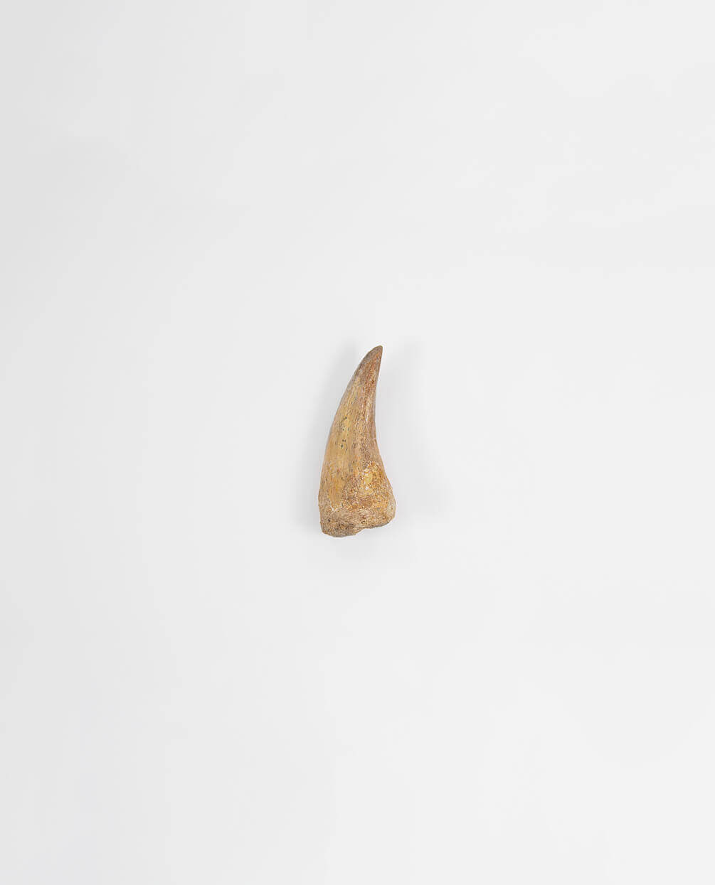 Museum-quality Carcharodontosaurus saharicus dinosaur fossil claw for sale measuring 42mm at THE FOSSIL STORE