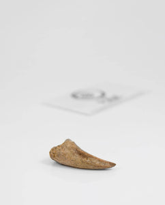 Museum-quality Carcharodontosaurus saharicus dinosaur fossil claw for sale measuring 42mm at THE FOSSIL STORE