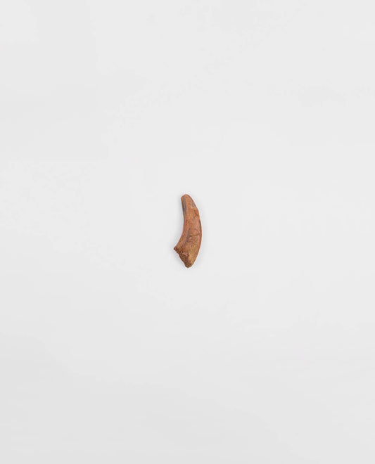 Museum-quality Dromeosaur dinosaur fossil claw for sale measuring 42mm at THE FOSSIL STORE