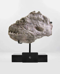 A Ray finned fish skull fossil for sale measuring 310mm presented on a bronze stand at THE FOSSIL STORE