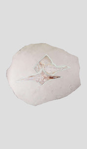 fossil rayfish ray fish for sale 32