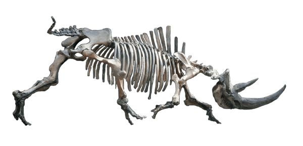 a real fossil woolly rhinoceros skeleton for sale 1