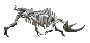 a real fossil woolly rhinoceros skeleton for sale 1