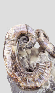 a stunning pair of russian ammonite audoliceras for sale for interior display 30