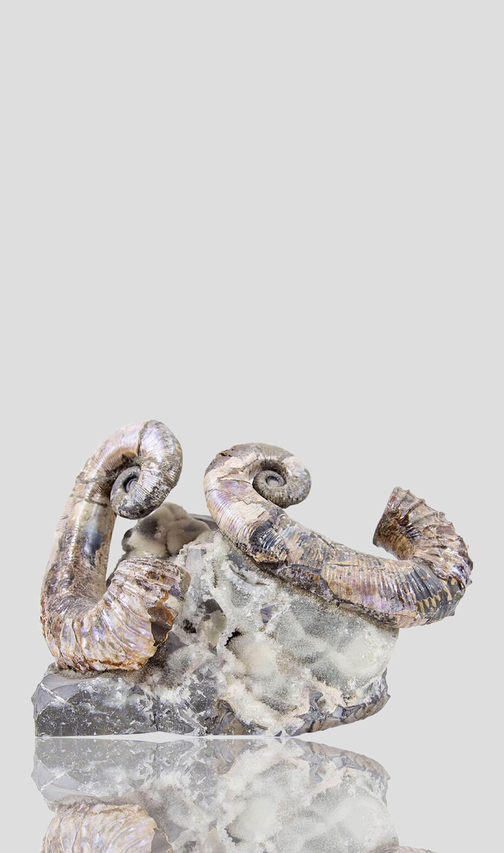 a stunning pair of russian ammonite audoliceras for sale for interior display 0