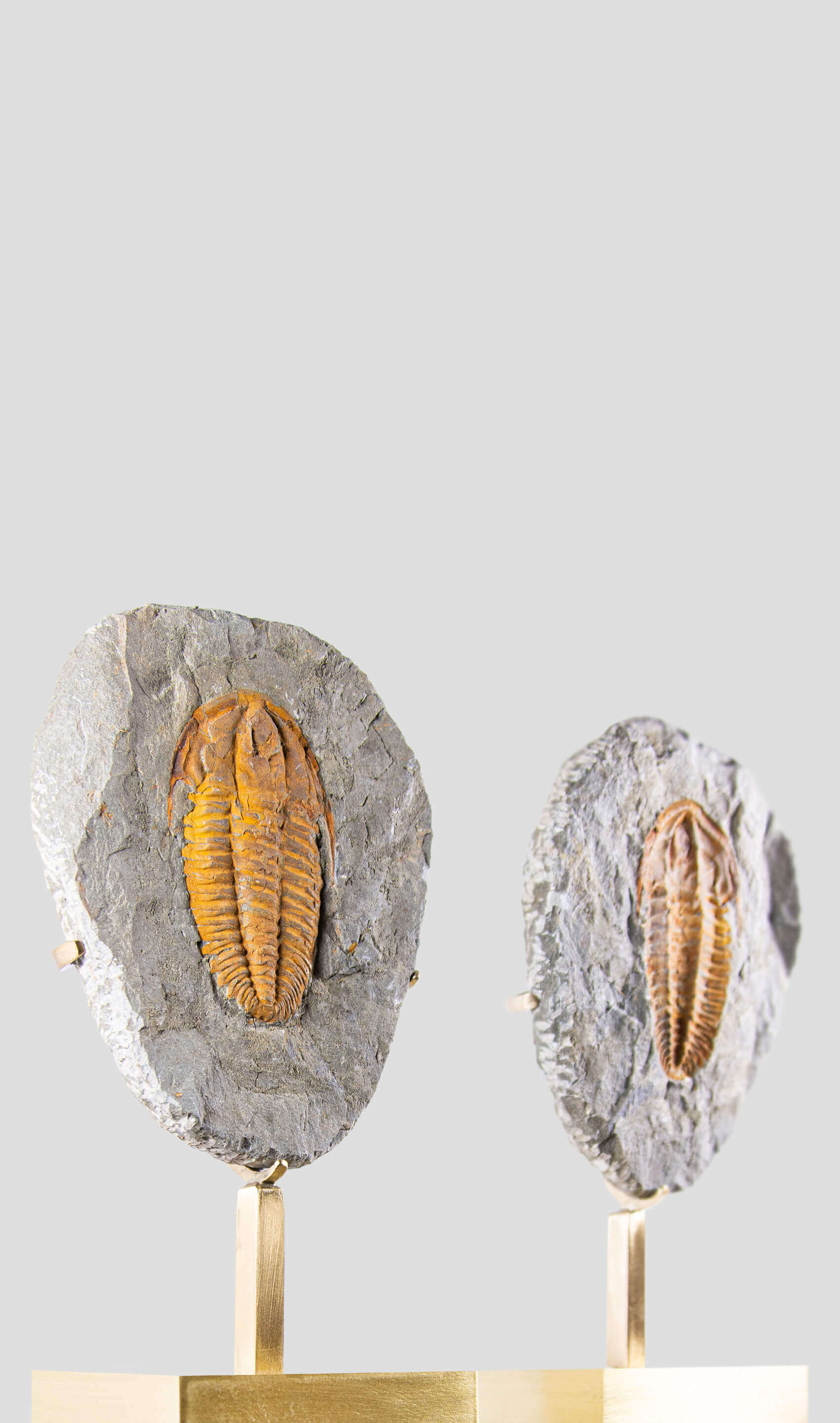 Rare fossil saukianda andalusiae trilobite for sale on brass stand 50