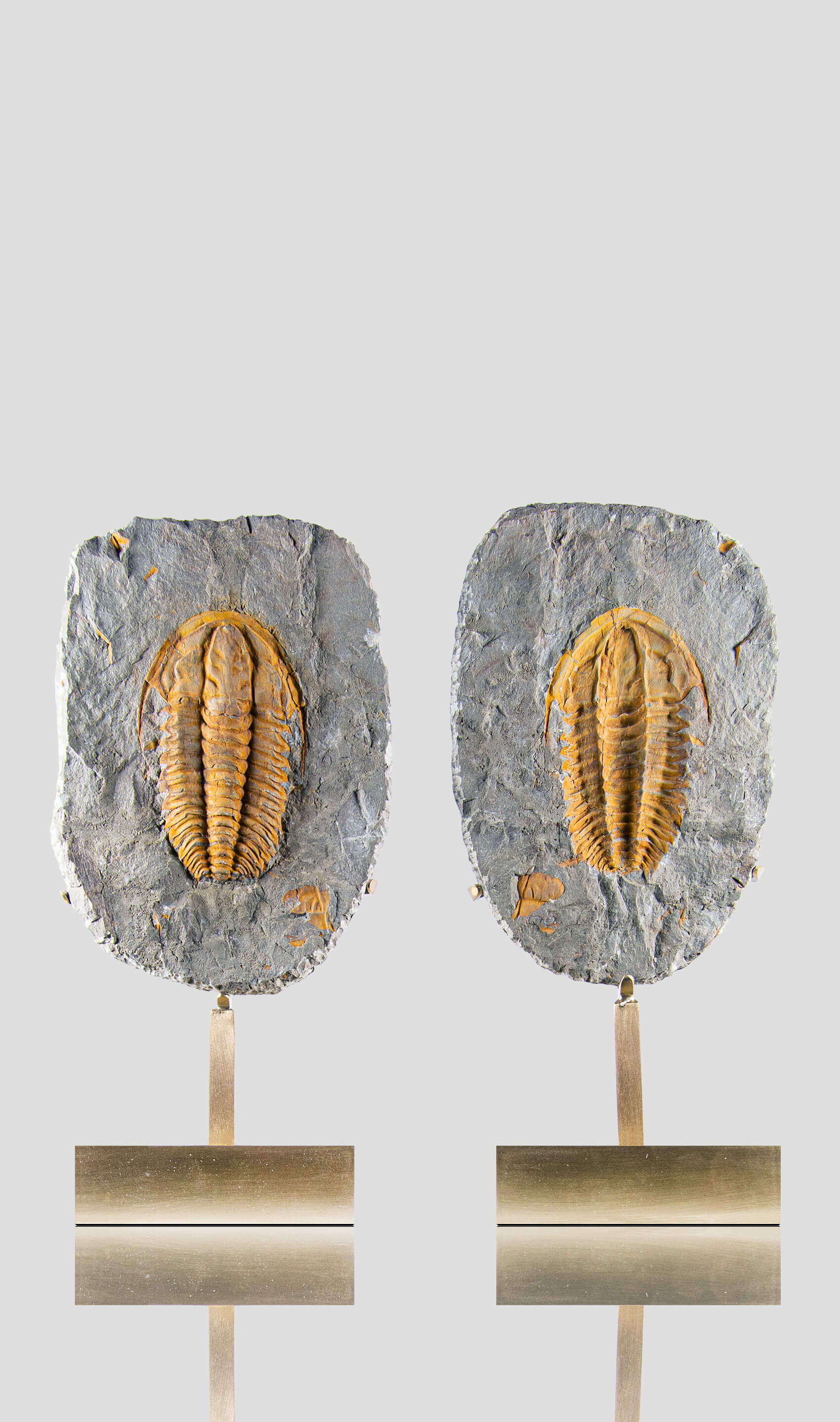 Rare fossil saukianda andalusiae trilobite for sale on brass stand 41