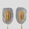Rare fossil saukianda andalusiae trilobite for sale on brass stand 41