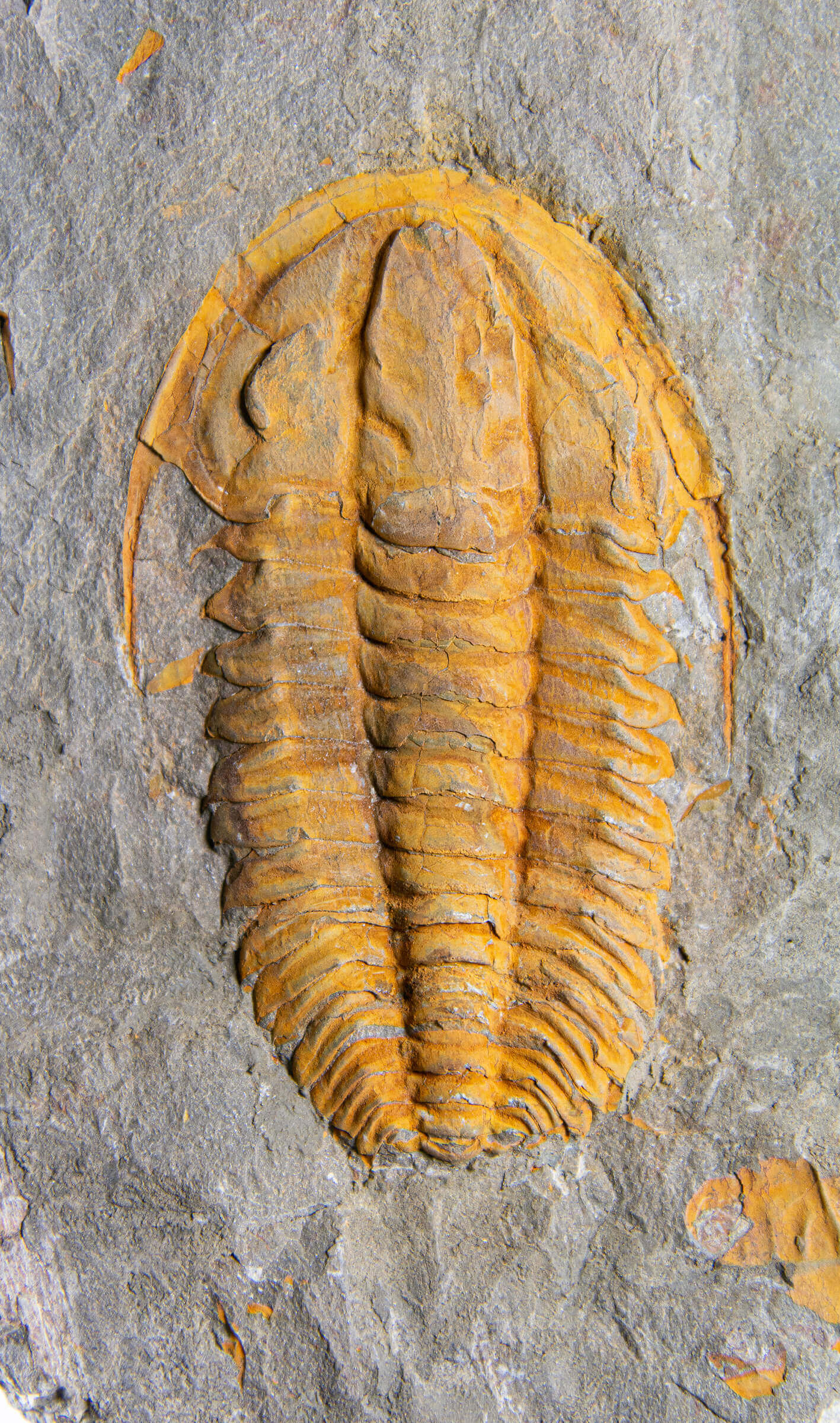 Rare fossil saukianda andalusiae trilobite for sale on brass stand 18