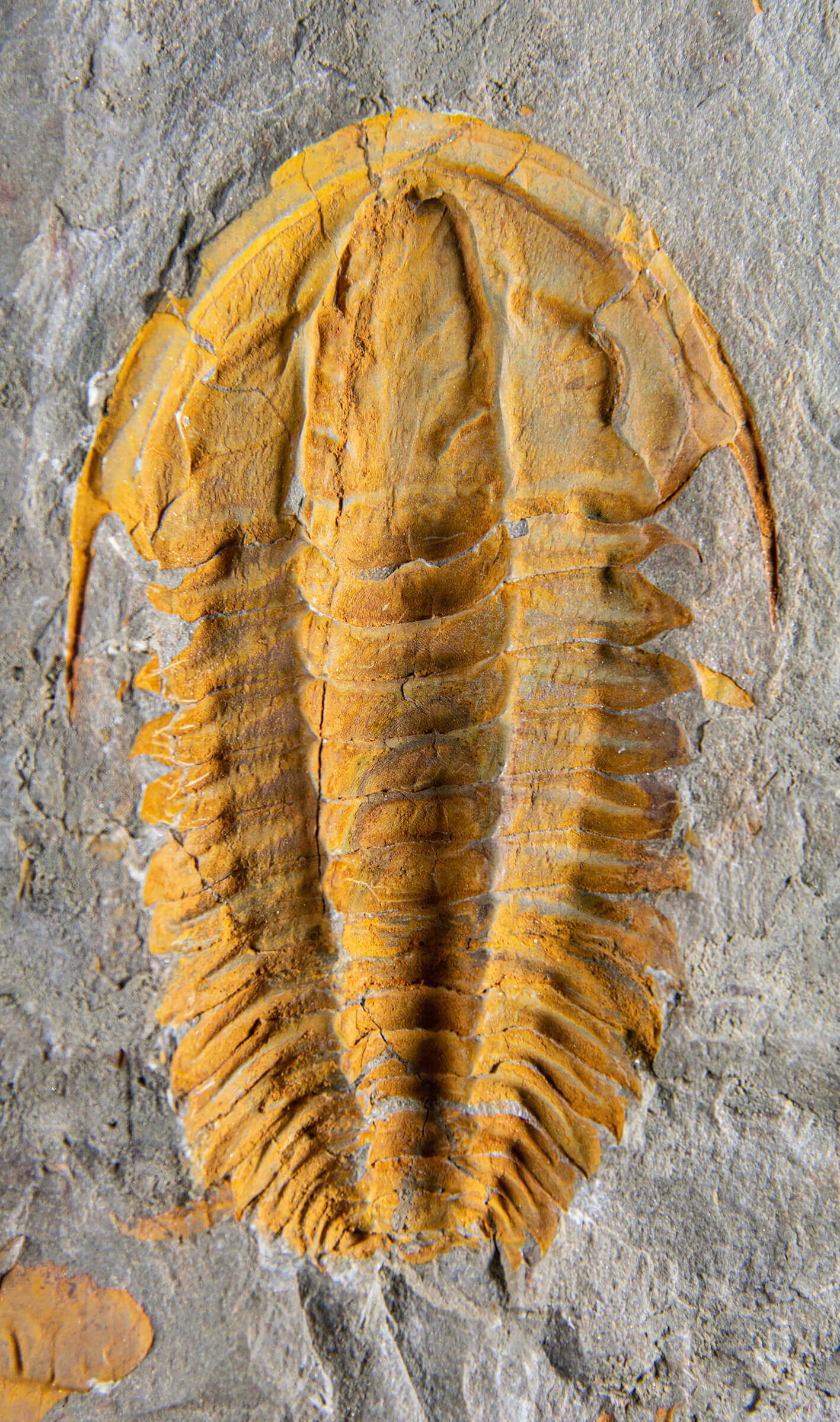 Rare fossil saukianda andalusiae trilobite for sale on brass stand 17