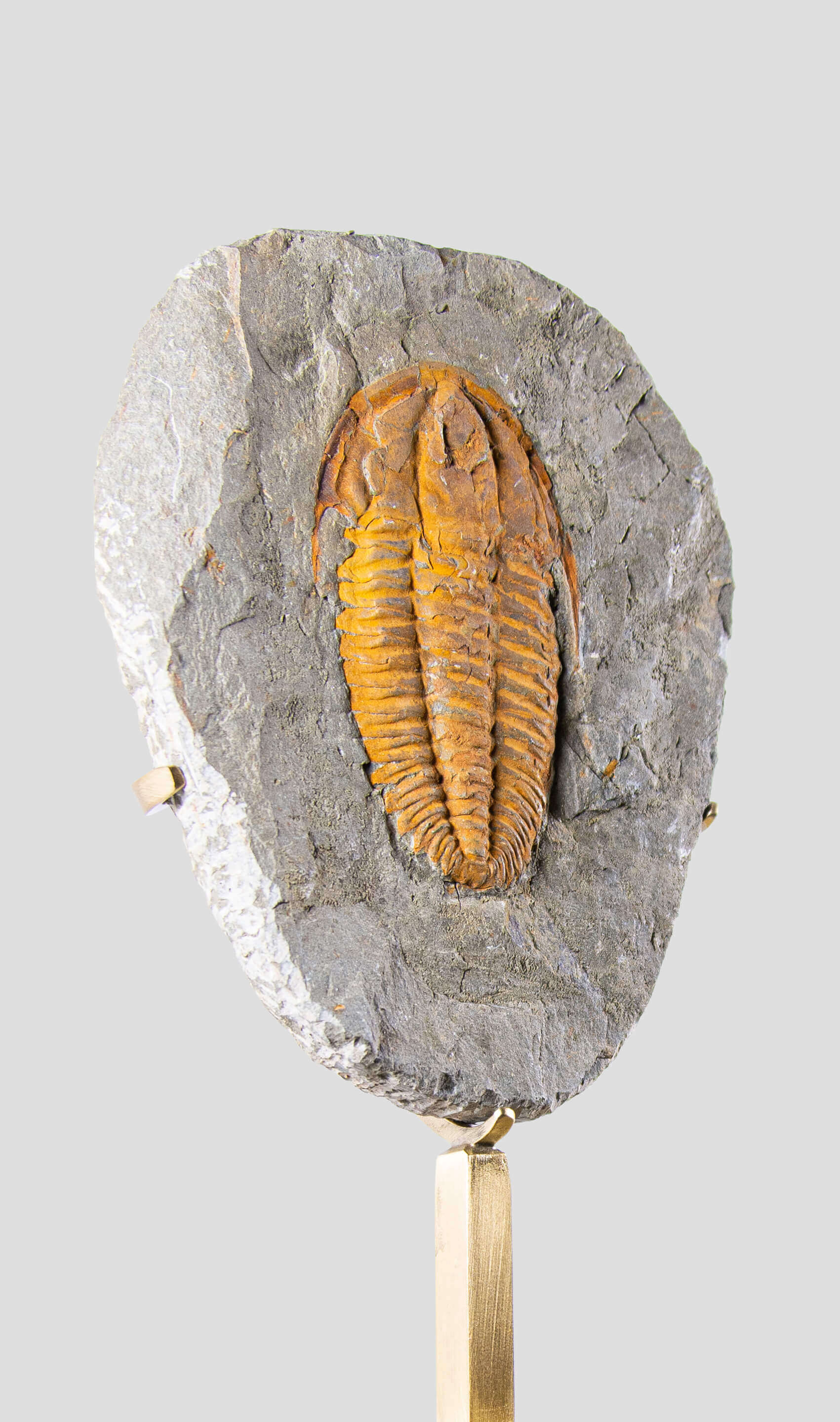 Rare fossil saukianda andalusiae trilobite for sale on brass stand 49