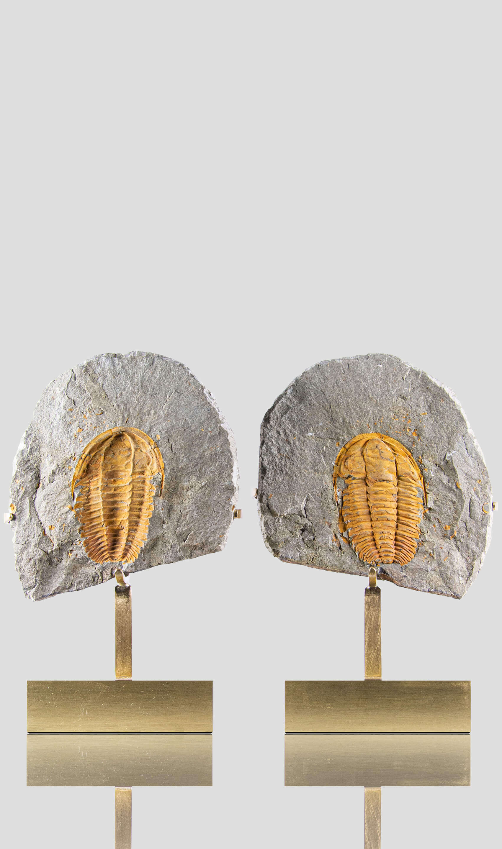 Rare fossil saukianda andalusiae trilobite for sale on brass stand 16