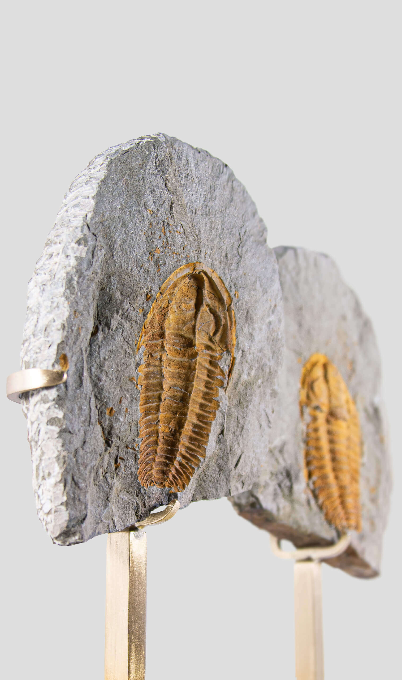 Rare fossil saukianda andalusiae trilobite for sale on brass stand 9