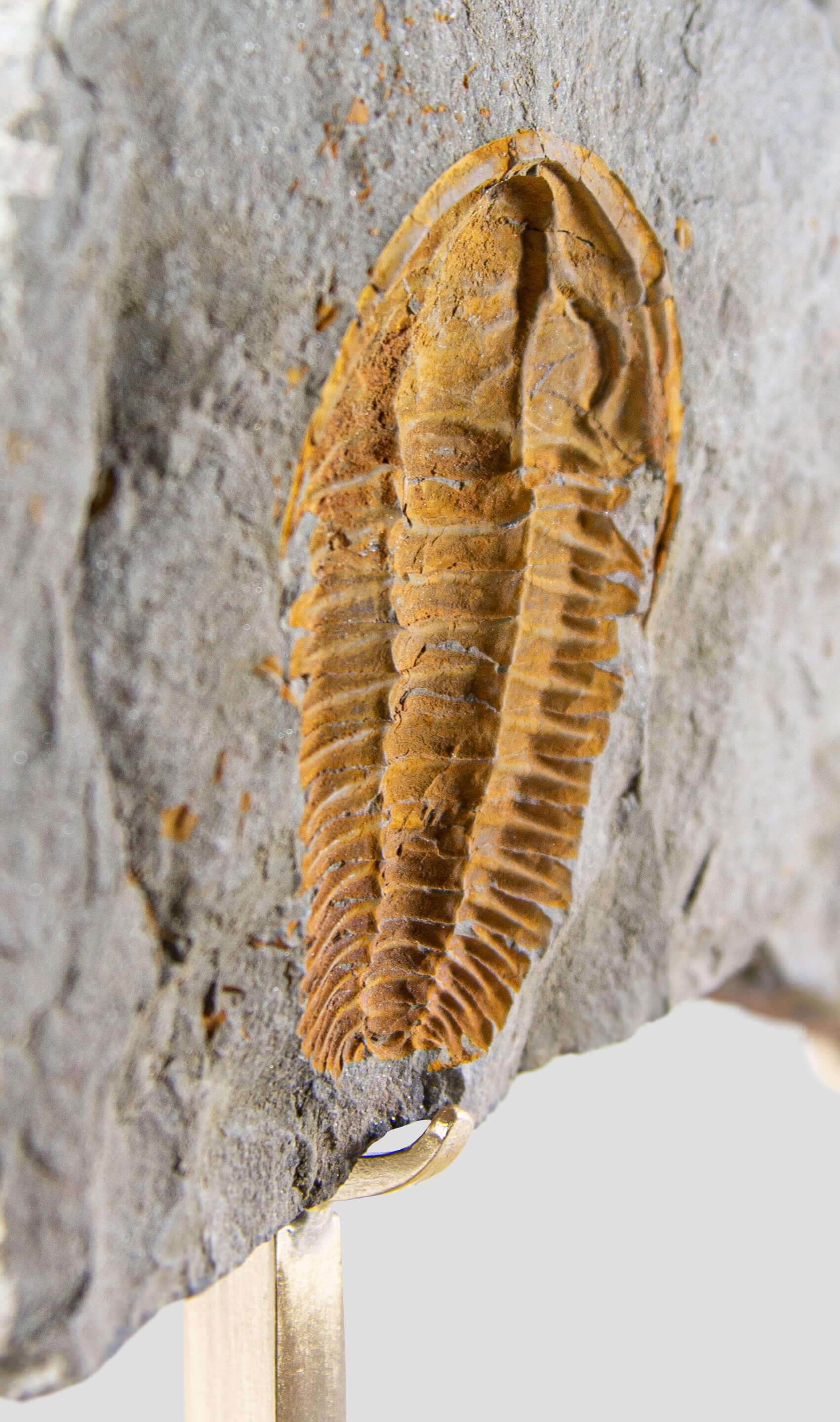 Rare fossil saukianda andalusiae trilobite for sale on brass stand 8