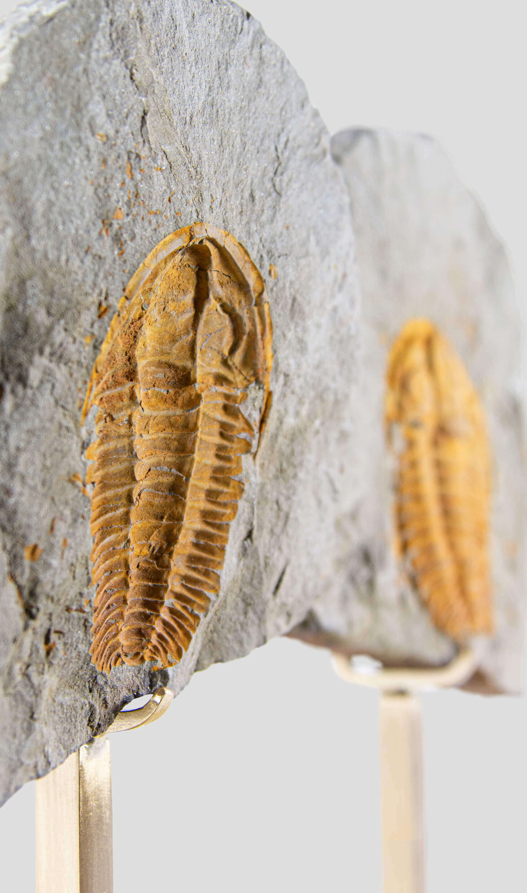 Rare fossil saukianda andalusiae trilobite for sale on brass stand 7