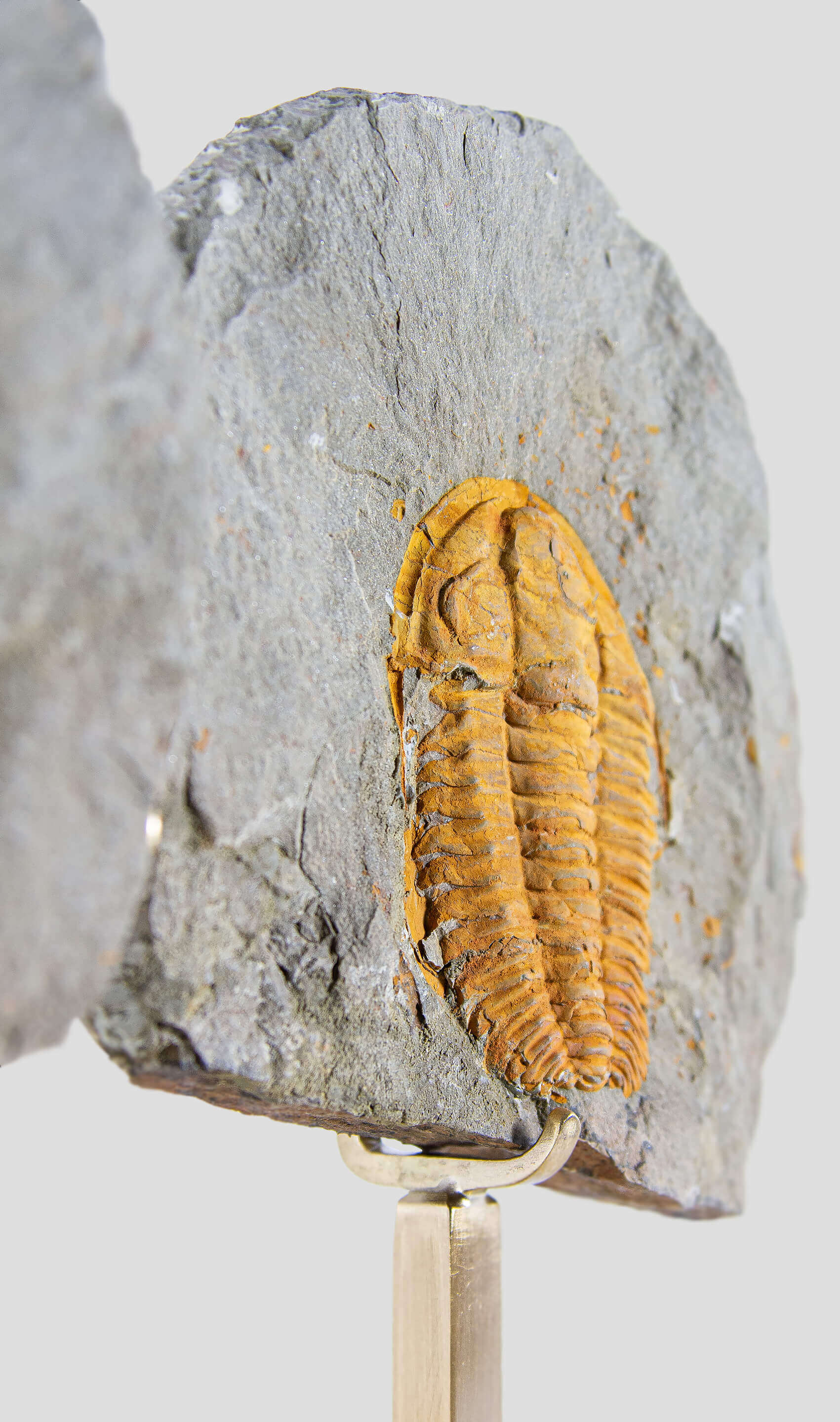 Rare fossil saukianda andalusiae trilobite for sale on brass stand 6
