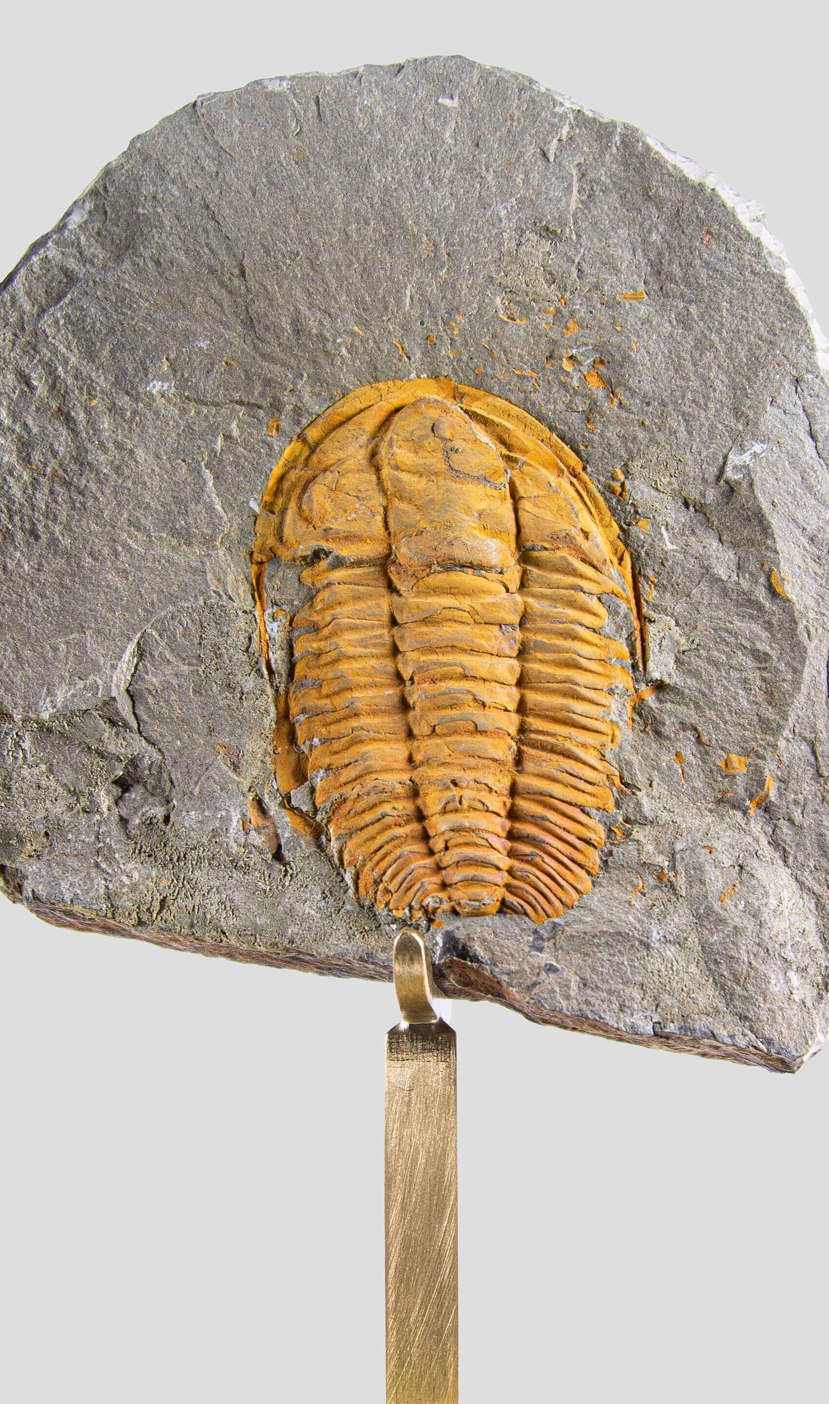 Rare fossil saukianda andalusiae trilobite for sale on brass stand 5