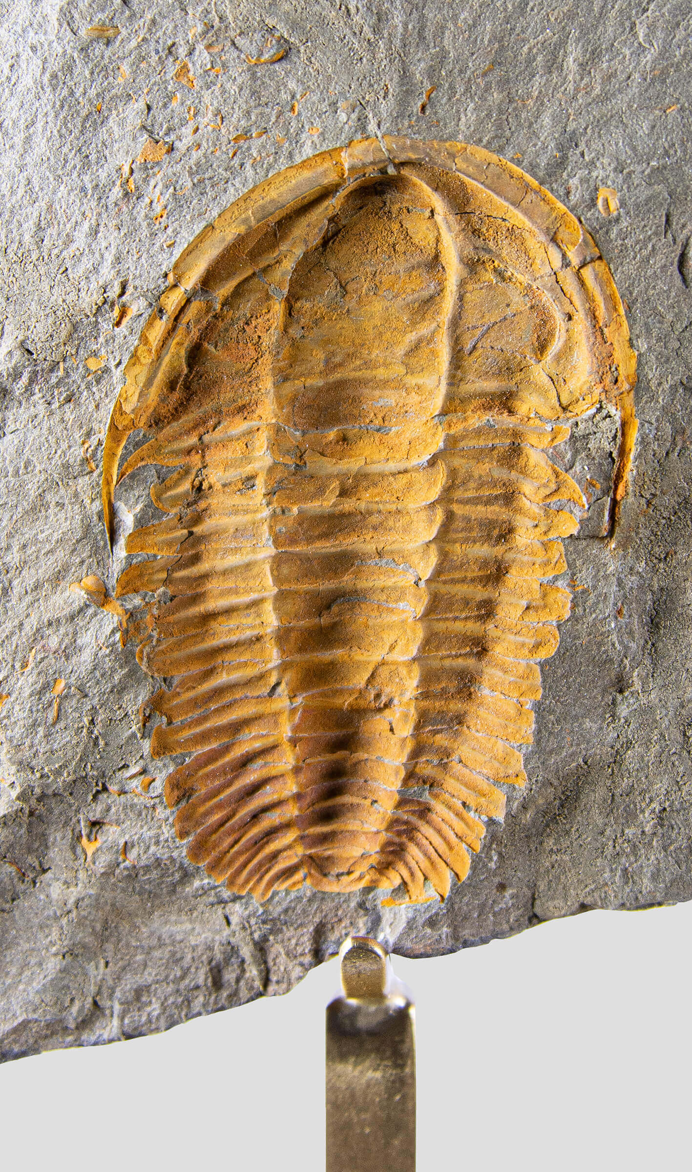 Rare fossil saukianda andalusiae trilobite for sale on brass stand 4