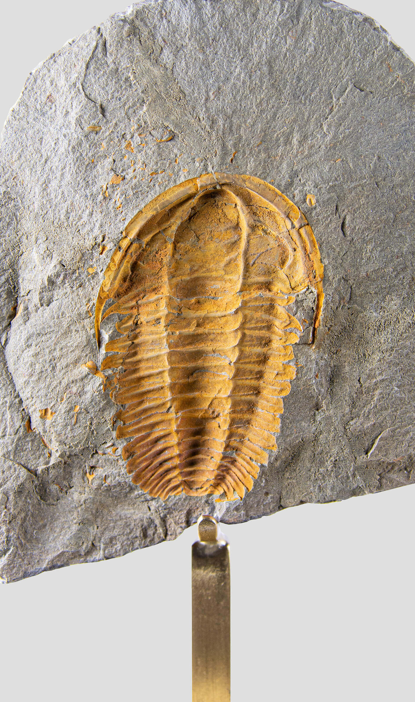 Rare fossil saukianda andalusiae trilobite for sale on brass stand 3