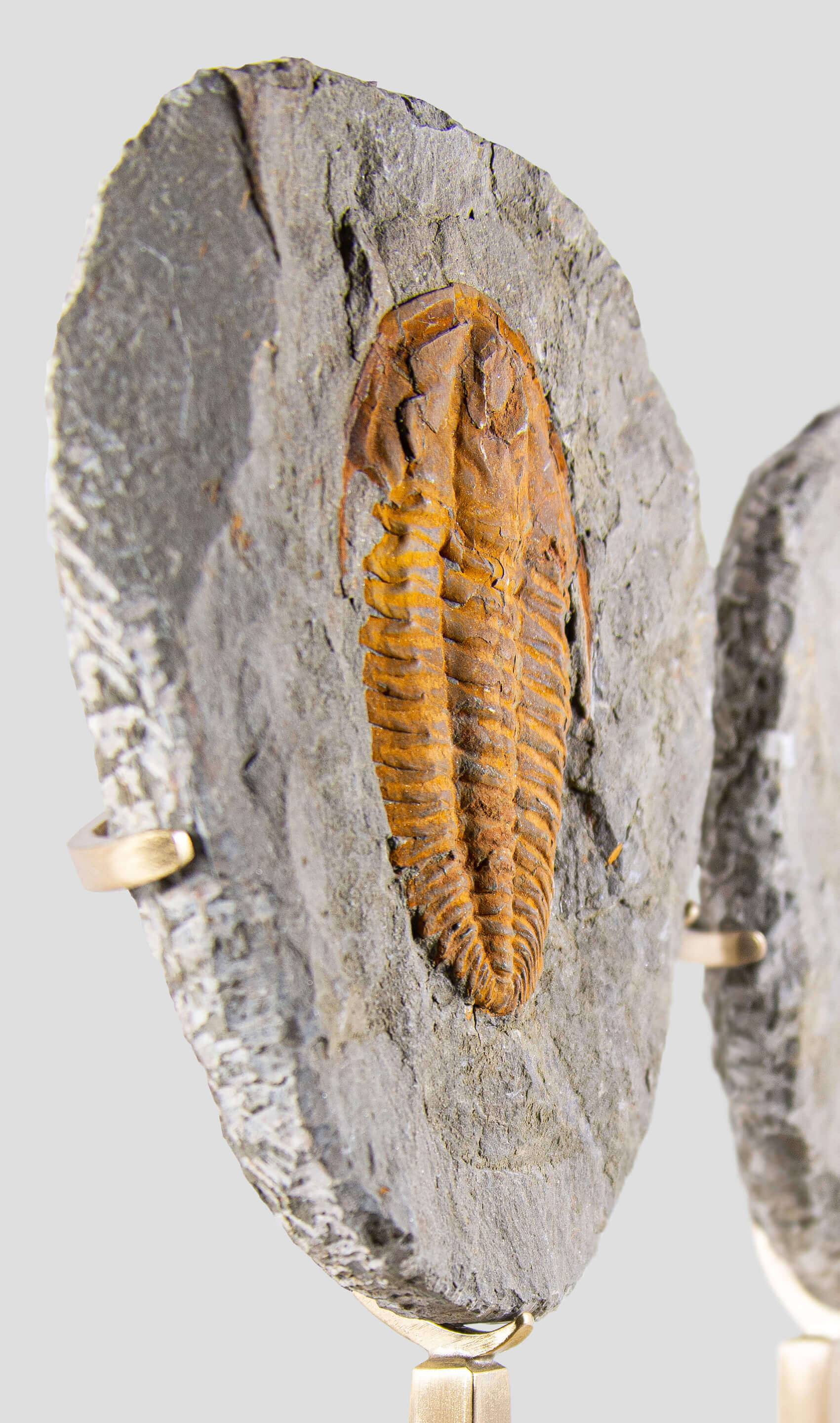 Rare fossil saukianda andalusiae trilobite for sale on brass stand 48